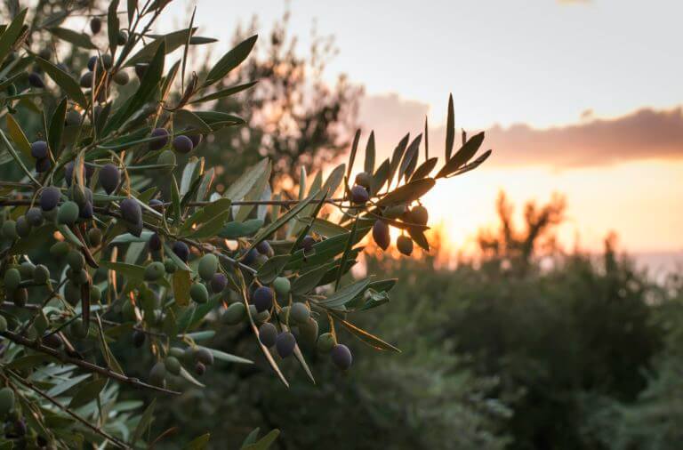 Olive trees on sunset